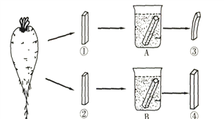 2018年南通第一初级中学生物会考模拟测试题