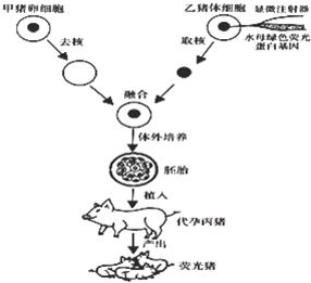 如图为中国培育出的首例绿色荧光的转基因克隆猪的过程示意图,请分析