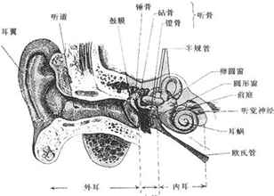 请根据下列图一,图二和听耳骨耳的基本结构示意图骨生物图解初中生物