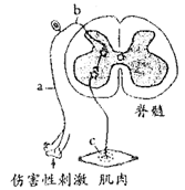 【题文】青蛙后肢突然受到伤害性刺激,会迅速缩回,如图为相关反射