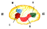 如果人的大脑皮层言语区受损时导致不能用词语表达自己的意思但仍能
