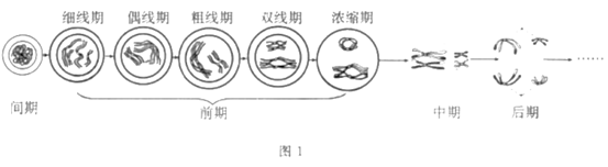 科学家研究发现胰岛素可以改善神经细胞的生理功能,其