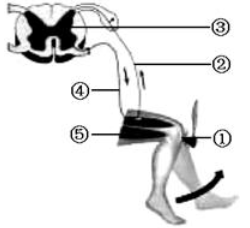 医生常用膝跳反射诊断被测者神经系统是否受损,下图为该反射示意图,如