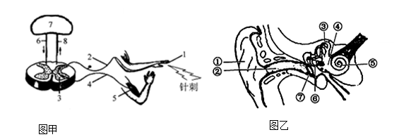 其中1-5表示反射弧各结构