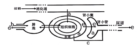 (3)医生在检验某病人的尿液时发现了较多的红细胞,如果是肾脏有疾病