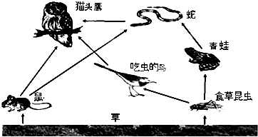 如图为草原生态系统食物网简图,请据图回答下列问题