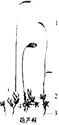 (2)观察:若采集到的是如图所示的葫芦藓,①可以先