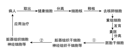 动物细胞的培养和核移植技术