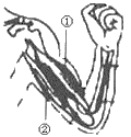 肌肉的协作关系示意图,请据图回答下列问题: (2)该图表示人体屈肘动作