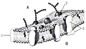 image007.png