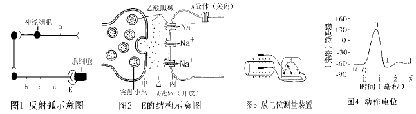回答下列神经冲动产生,传导和传递有关问题