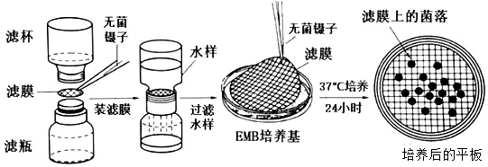 流程如图所示,滤膜法的大致流程:用滤膜过滤待测水样→水样中的细菌