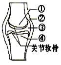 右图是关节的结构模式图,请回答