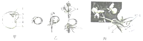 如图中的甲为豌豆种子结构示息图,乙,丙为豌豆种子萌发及部分生长和