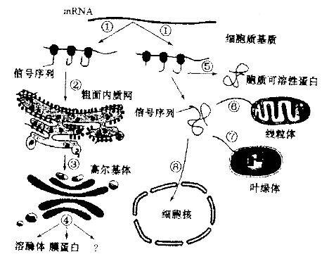如图所示为不同核基因编码的mRNA控制蛋白质合成及蛋白质的转运过程。回答下列有关问题:
