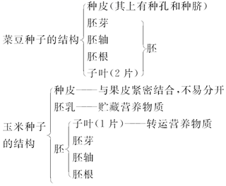 双子叶,单子叶植物种子的结构