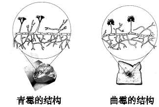 青霉和曲霉的结构图