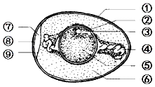 如图为鸟卵的结构模式图,下列说法不正确的是)