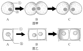下列两组图表示了两类生物细胞的分裂过程,据图回答下列问题.