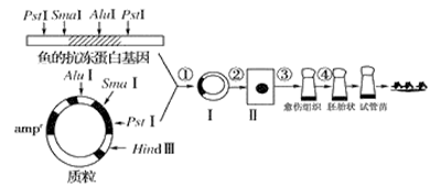 什么是基因表达载体 image012.png