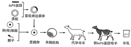 下图是基因工程示意图,请据图回答