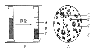 35   图甲为血液的组成图,图乙为显微镜下看到的血涂片图像示意图,请