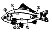 如图是鲫鱼循环系统图解,请回答