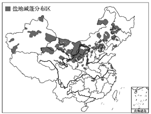 分析碱蓬对盐碱地土壤的改良作用及大规模开发利用所产生的不利影响.