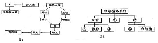 (3)图2为"血液循环系统"图,图中①是_____,②是_____,⑤是_____.