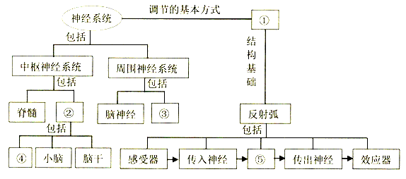 人体生命活动的调节思维导图神经系统的组成知识框架神经系统结构简图