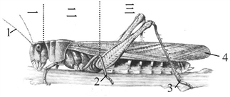 如图所示为蝗虫的外形图,据图回答问题