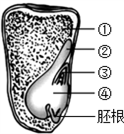 你认为造成这些玉米缺粒最可能的原因是 a.水分不足 b.光照不足 c.