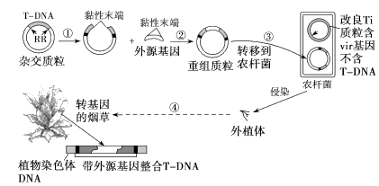 【推荐3】如图所示为农杆菌转化法示意图.请回答以下问题