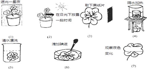 在"绿叶在光下制造有机物"的实验中,操作如下,请结合所学知识回答下列