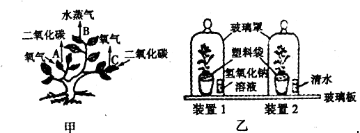 植物呼吸作用产生二氧化碳的探究