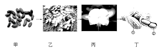 下列四幅图表示的是花生的一生中几个主要阶段,请据图