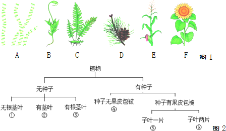 生物圈中的绿色植物 生物圈中有哪些绿色植物 藻类,苔藓,蕨类植物  (1