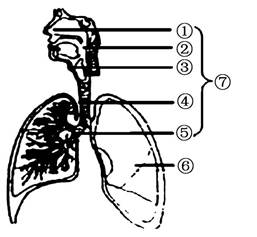 章节选题 第三章 人体的呼吸  下图是人体呼吸系统组成示意图,请据图