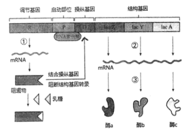 大肠杆菌乳糖操纵子依次包括调节基因,启动部位,操纵基因和3个结构