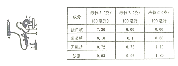 下表是对健康人肾动脉中的血浆,肾小囊中的原尿,尿液进行分析比较得到