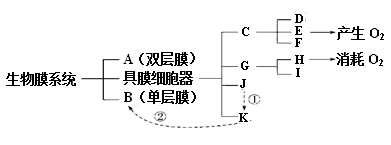 下图为细胞中生物膜系统的概念图,a～k为结构名称,①