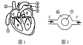 (题文)图1为人体心脏结构示意图,图2为血液流经肺泡的结构示意图.
