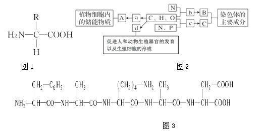 氨基酸是由什么元素组成 image001.png