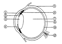 图为眼球结构示意图(1)图中透明,有弹性,对光线起折射作用的是