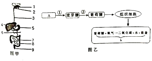 如图甲是消化系统结构图,图乙是某物质在人体内消化吸收和分解的