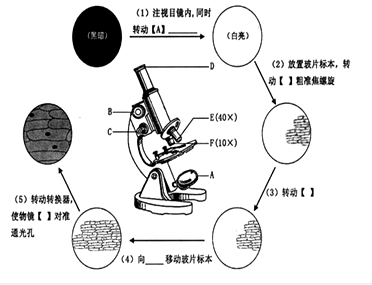 初中生物教案怎么写_生物生命教育教案_初中初中记事作文教案