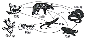 (1)该沙漠生态系统的生物之间,构成了__条食物链(2)该沙漠生态系统中