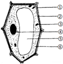 图是植物细胞的结构图,请据图回答