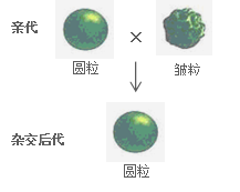 相对性状的概念 孟德尔在研究生物性状的遗传时,选用纯种豌豆进行杂交