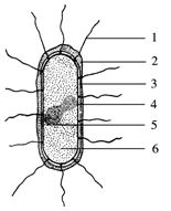如图为细菌结构模式图,据图回答问题